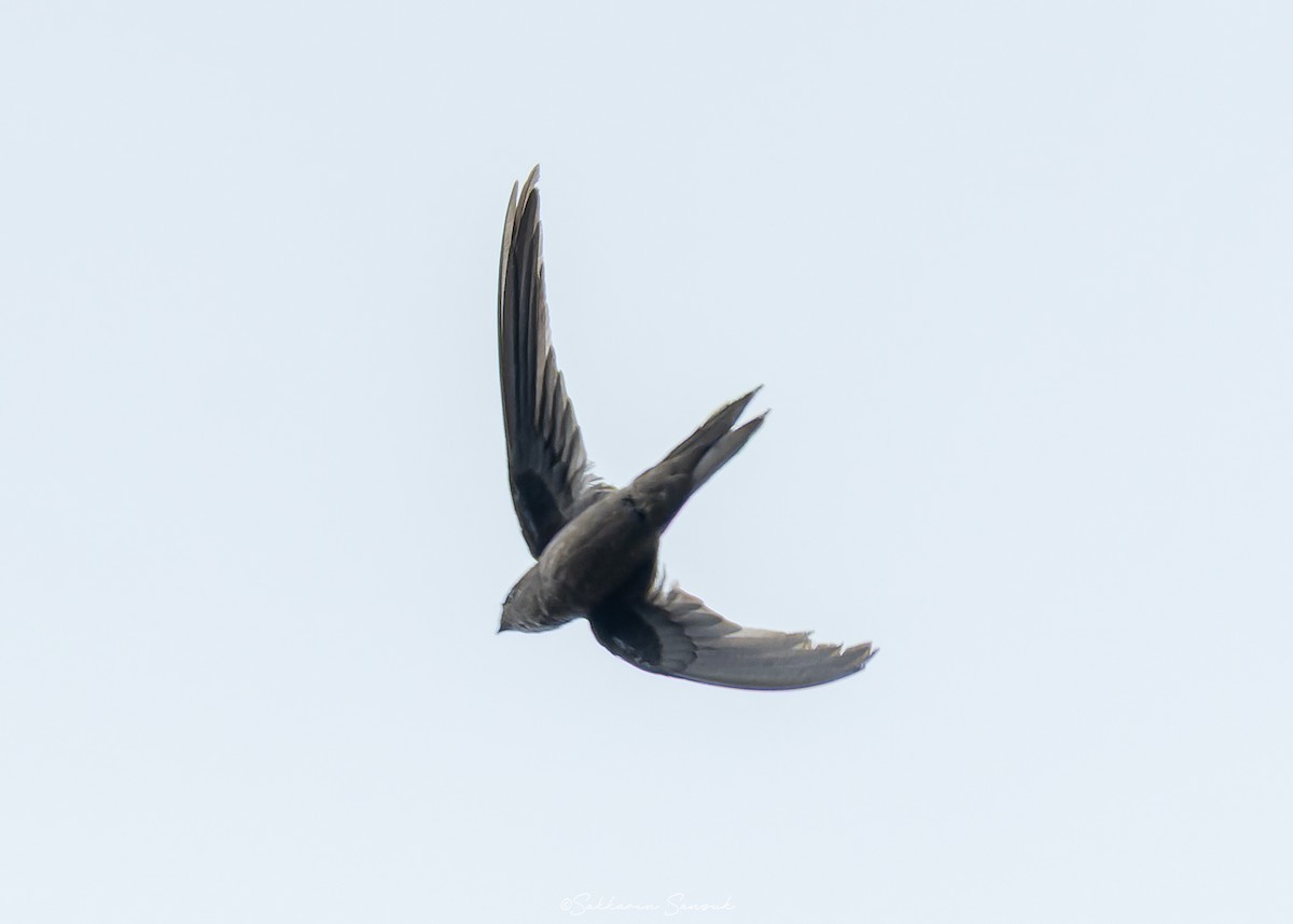 Asian Palm Swift - ML638010915