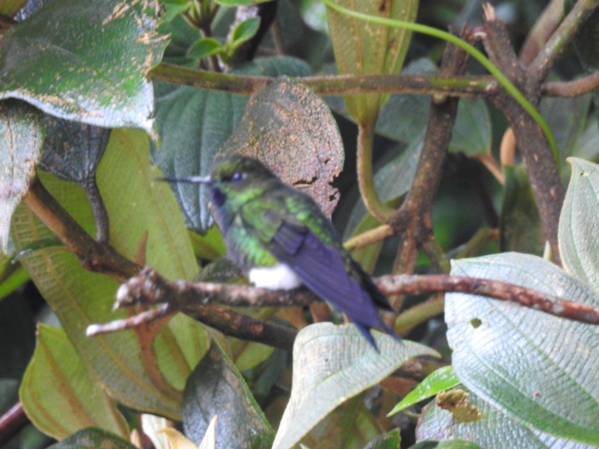 papučka žhnoucí - ML638010926