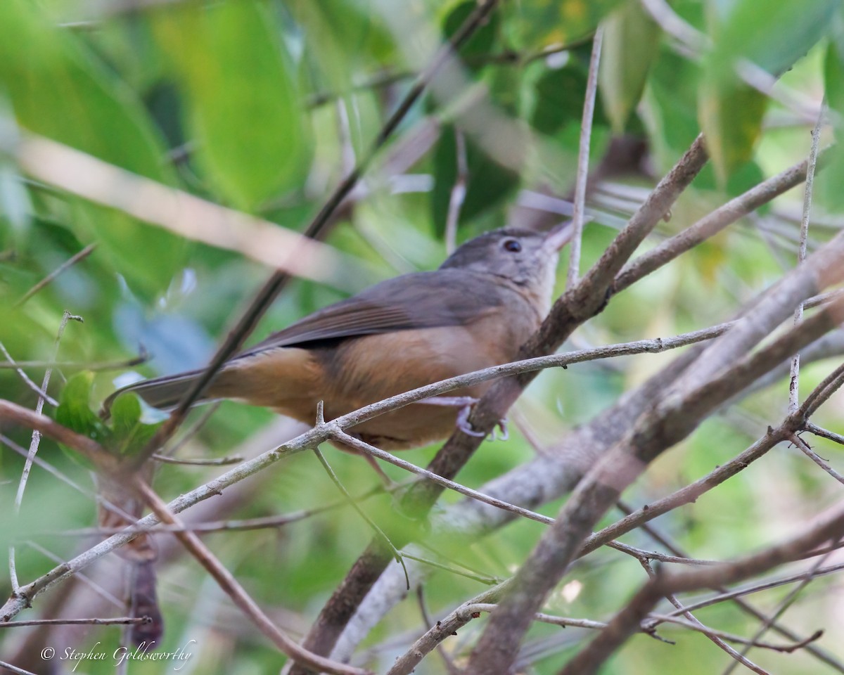 Rufous Shrikethrush - ML638010931