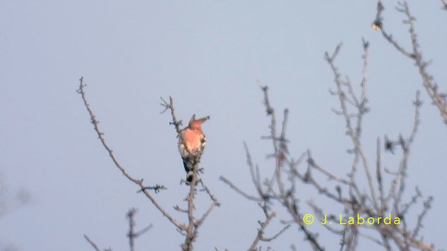 Eurasian Hoopoe - ML638010946