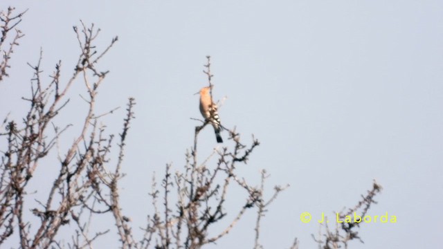 Eurasian Hoopoe - ML638010947
