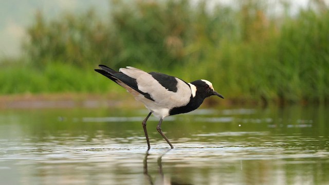 Blacksmith Lapwing - ML638010980