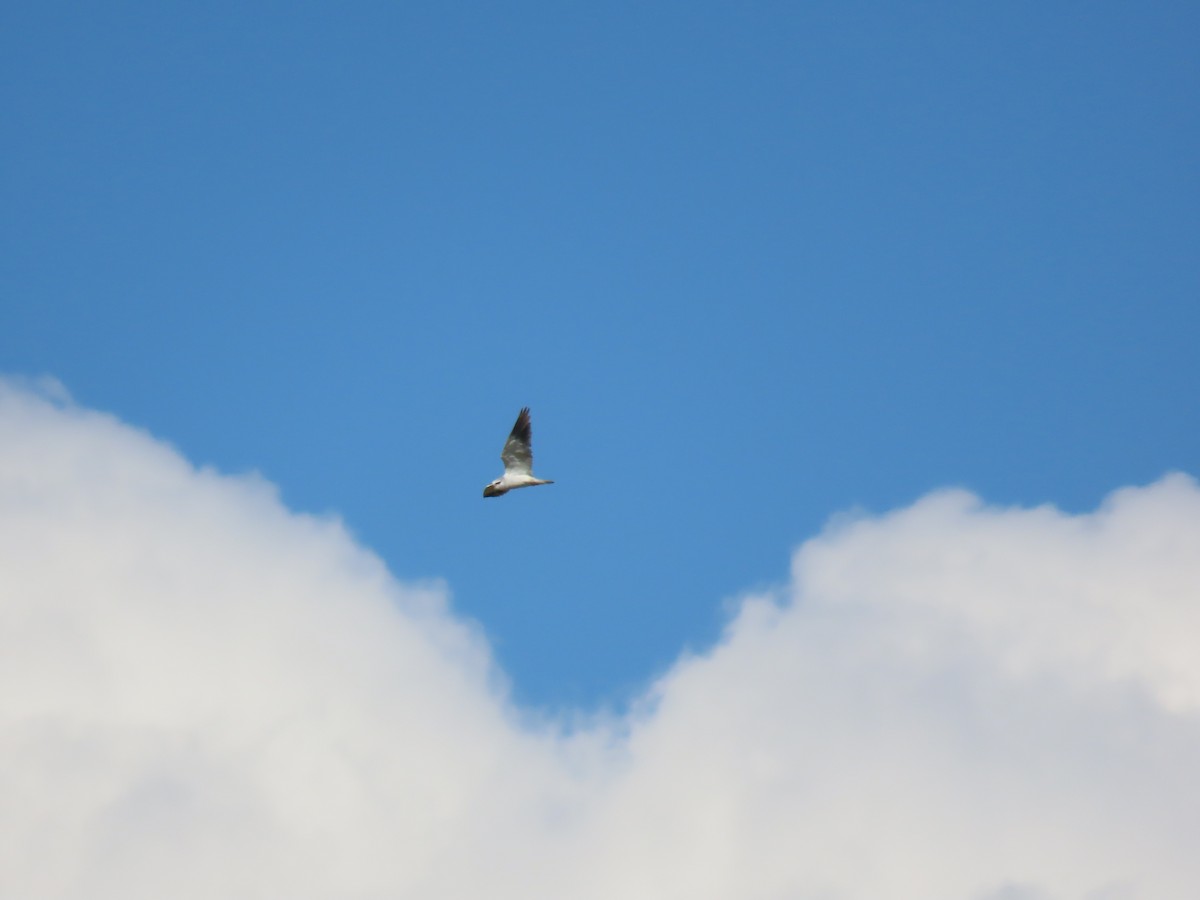 Black-winged Kite - ML638010982