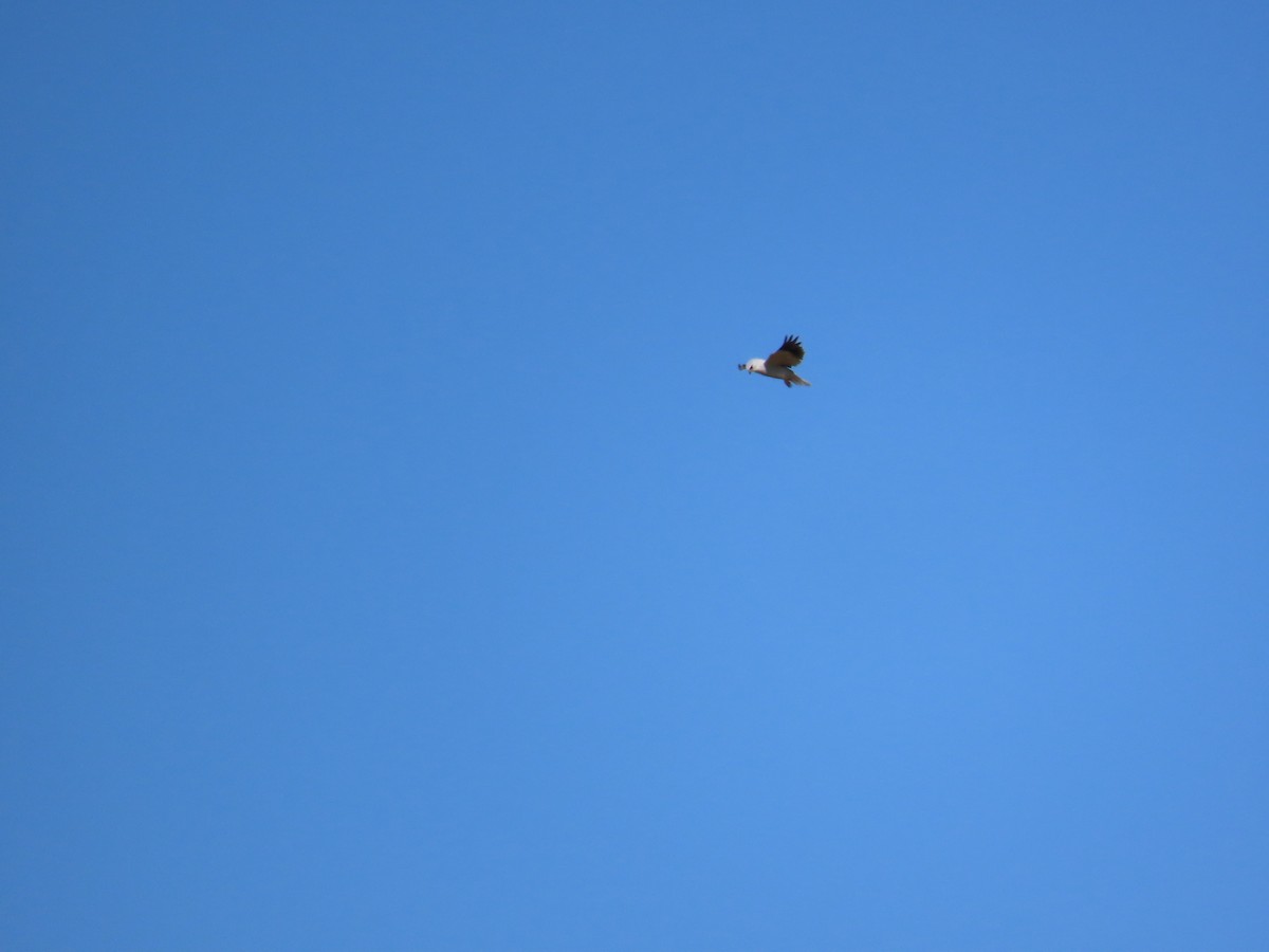 Black-winged Kite - ML638010984