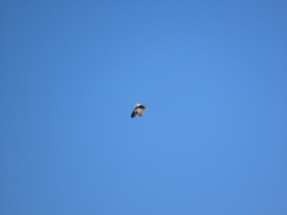 Black-winged Kite - ML638010985
