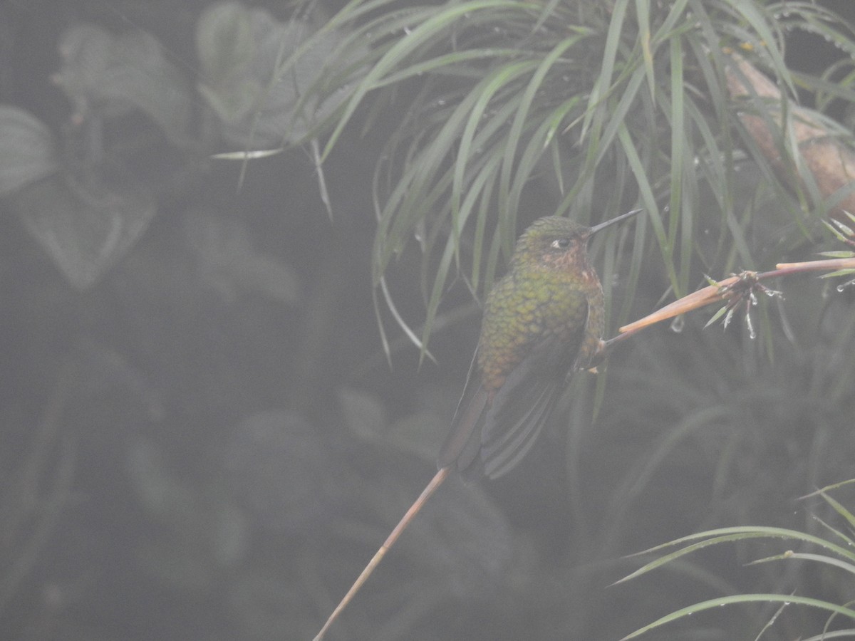 kolibřík rudohrdlý - ML638010996