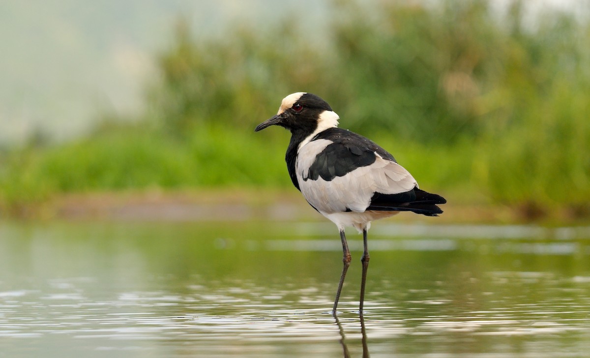 Blacksmith Lapwing - ML638011041