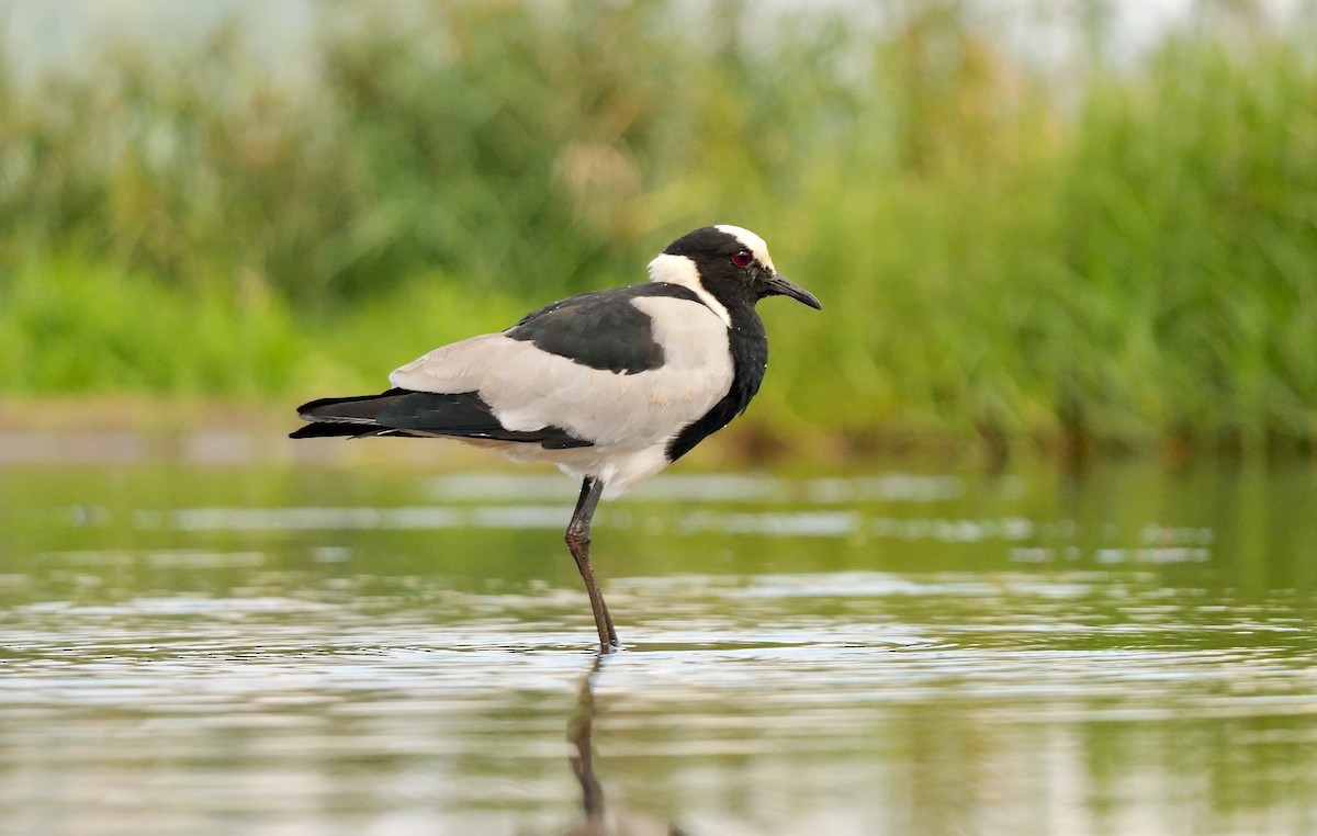 Blacksmith Lapwing - ML638011042