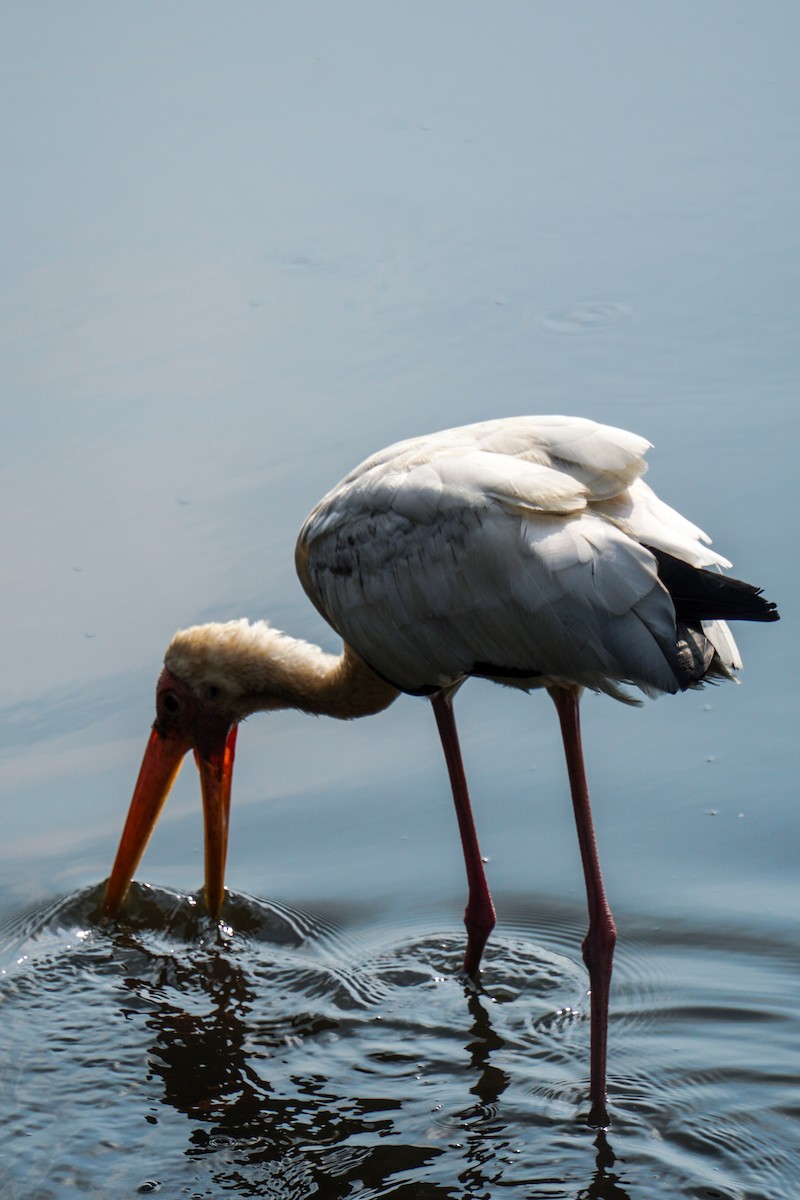 Milky Stork - ML638011047
