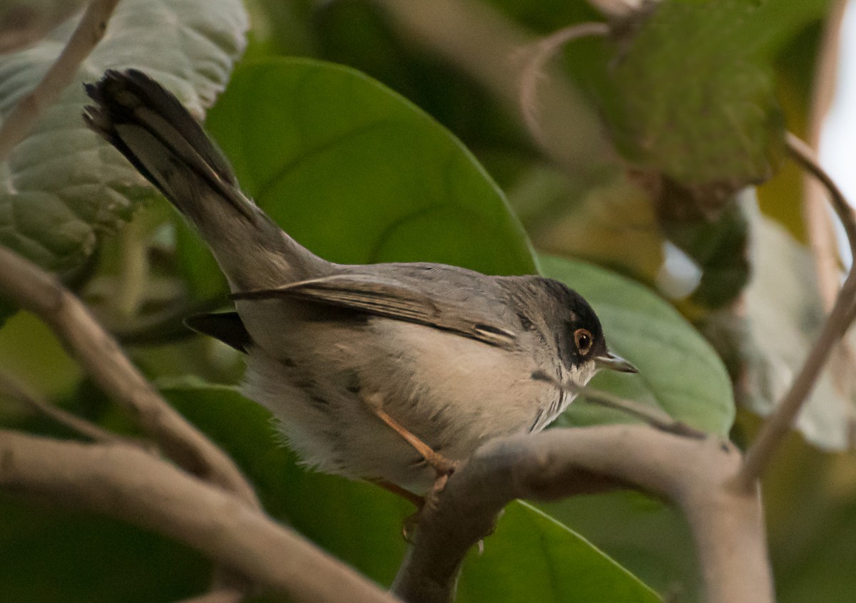 Menetries's Warbler - ML638011072
