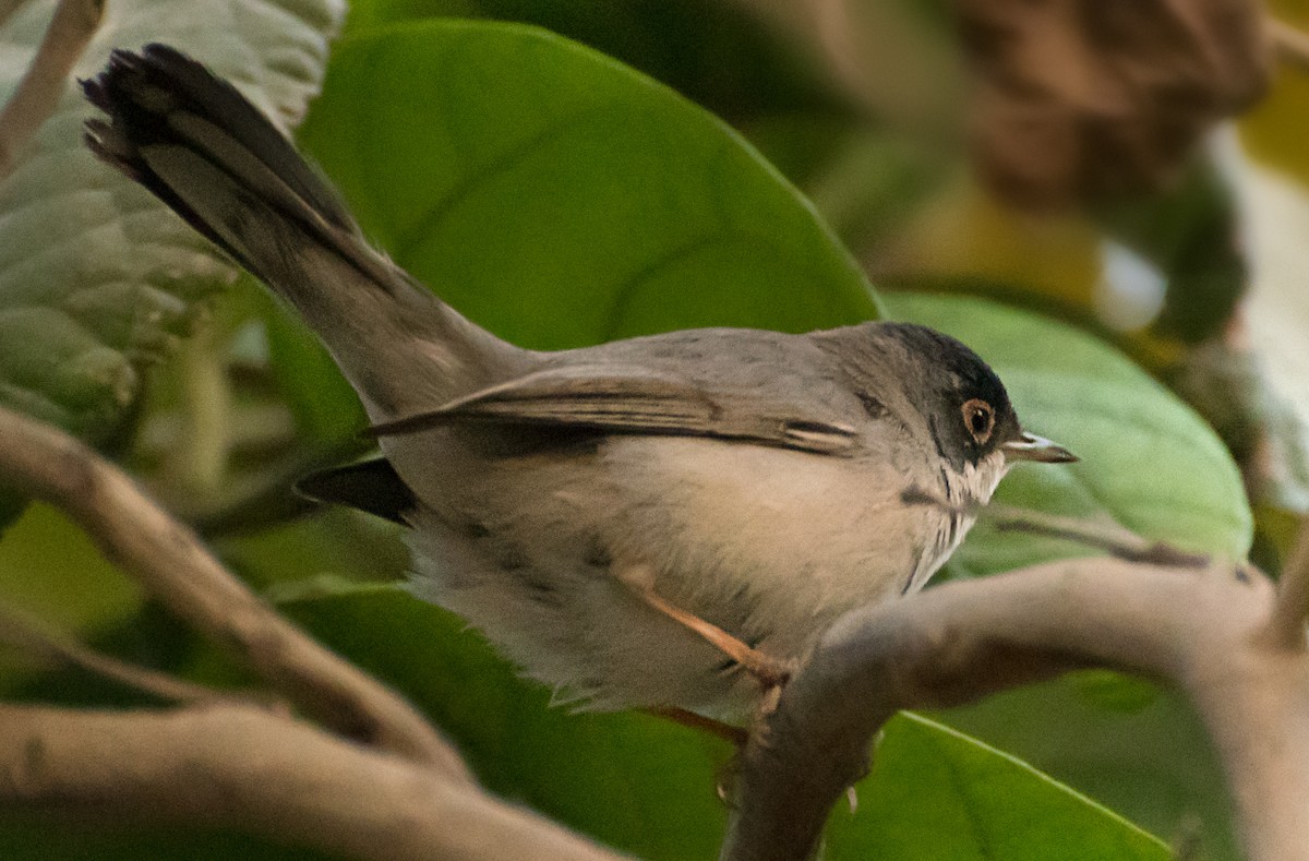 Menetries's Warbler - ML638011073