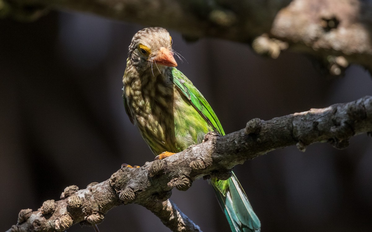 Lineated Barbet - ML638011084
