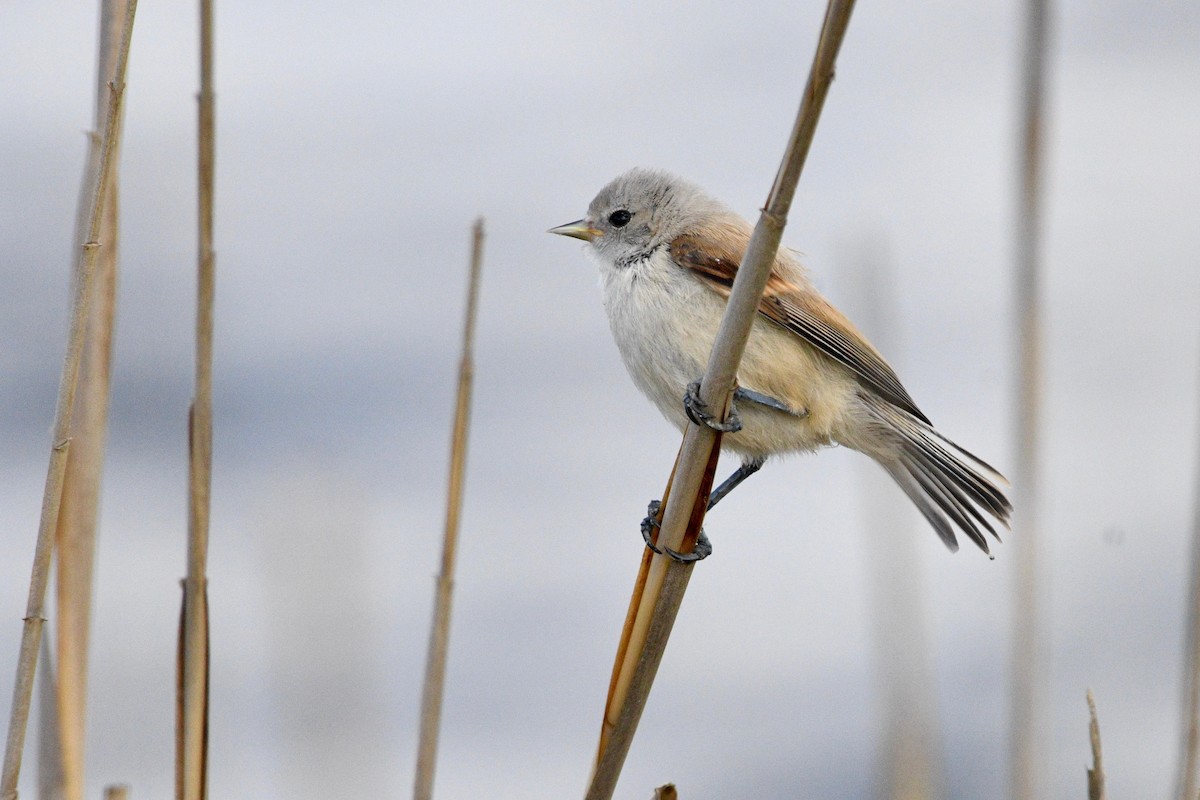 Eurasian Penduline-Tit - ML638011089
