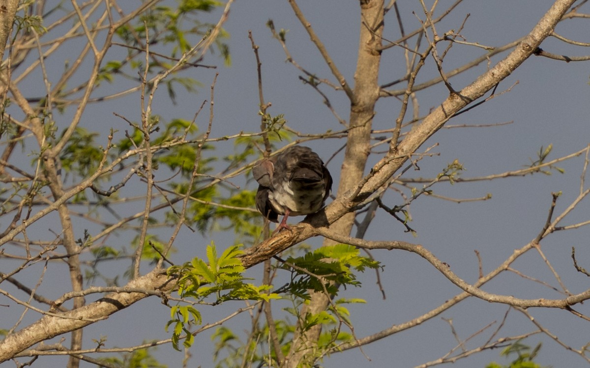 Sunda Collared-Dove - ML638011116