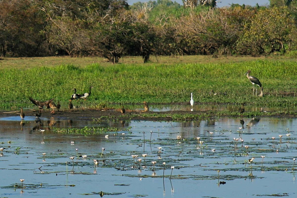 Black-necked Stork - ML638011122