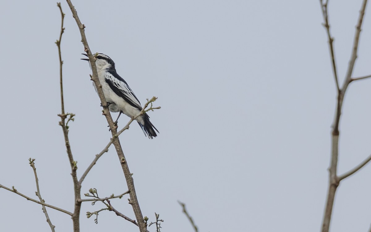 White-shouldered Triller - ML638011125