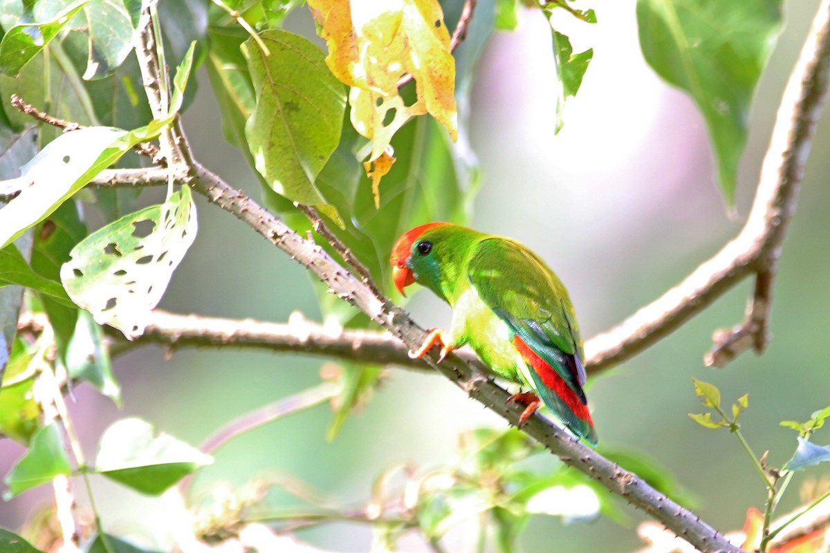 Philippine Hanging-Parrot - ML638011126