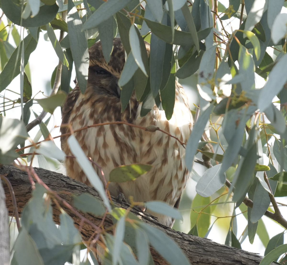 Australian Boobook - ML638011152