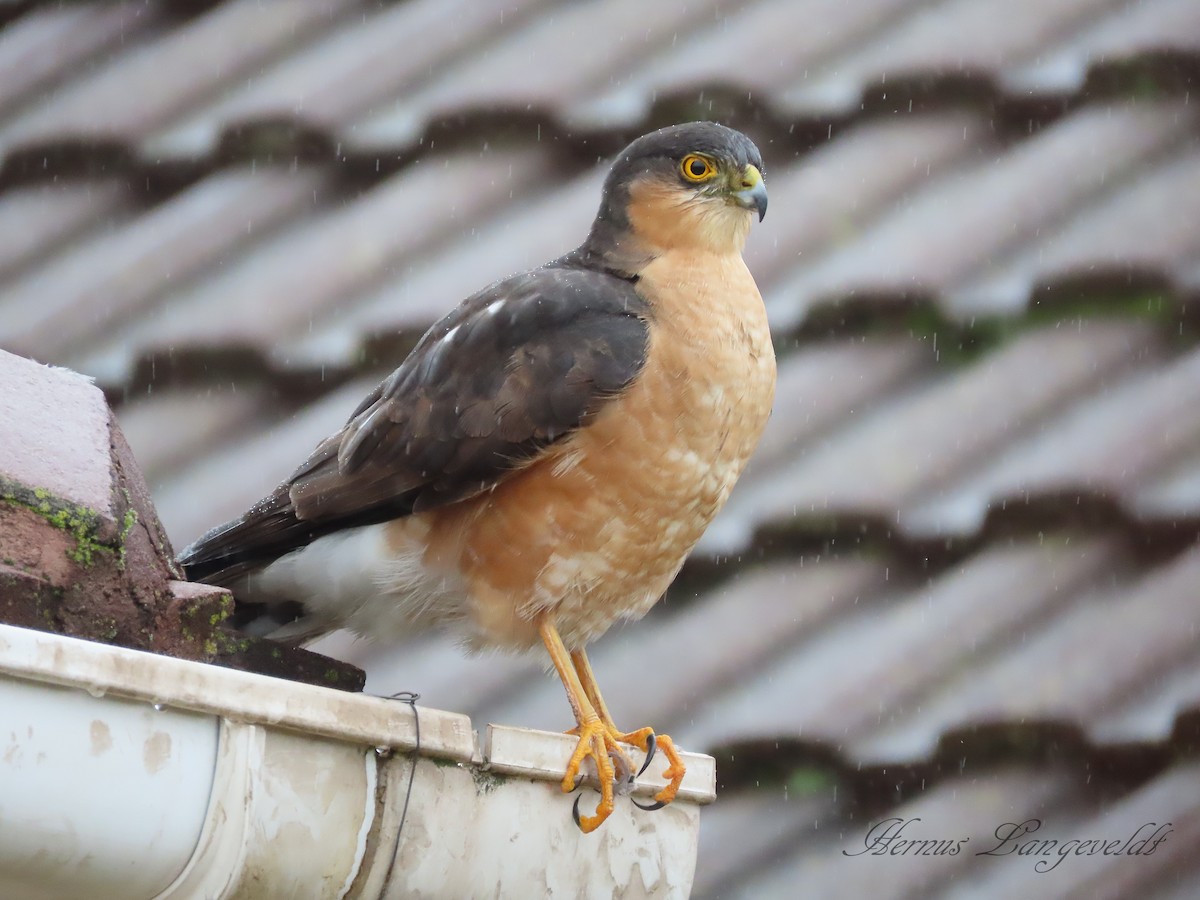 Rufous-breasted Sparrowhawk - ML638011157