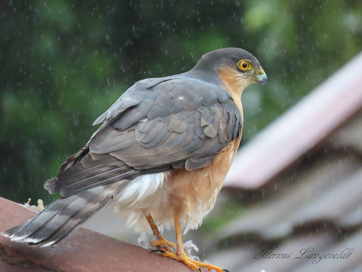 Rufous-breasted Sparrowhawk - ML638011158