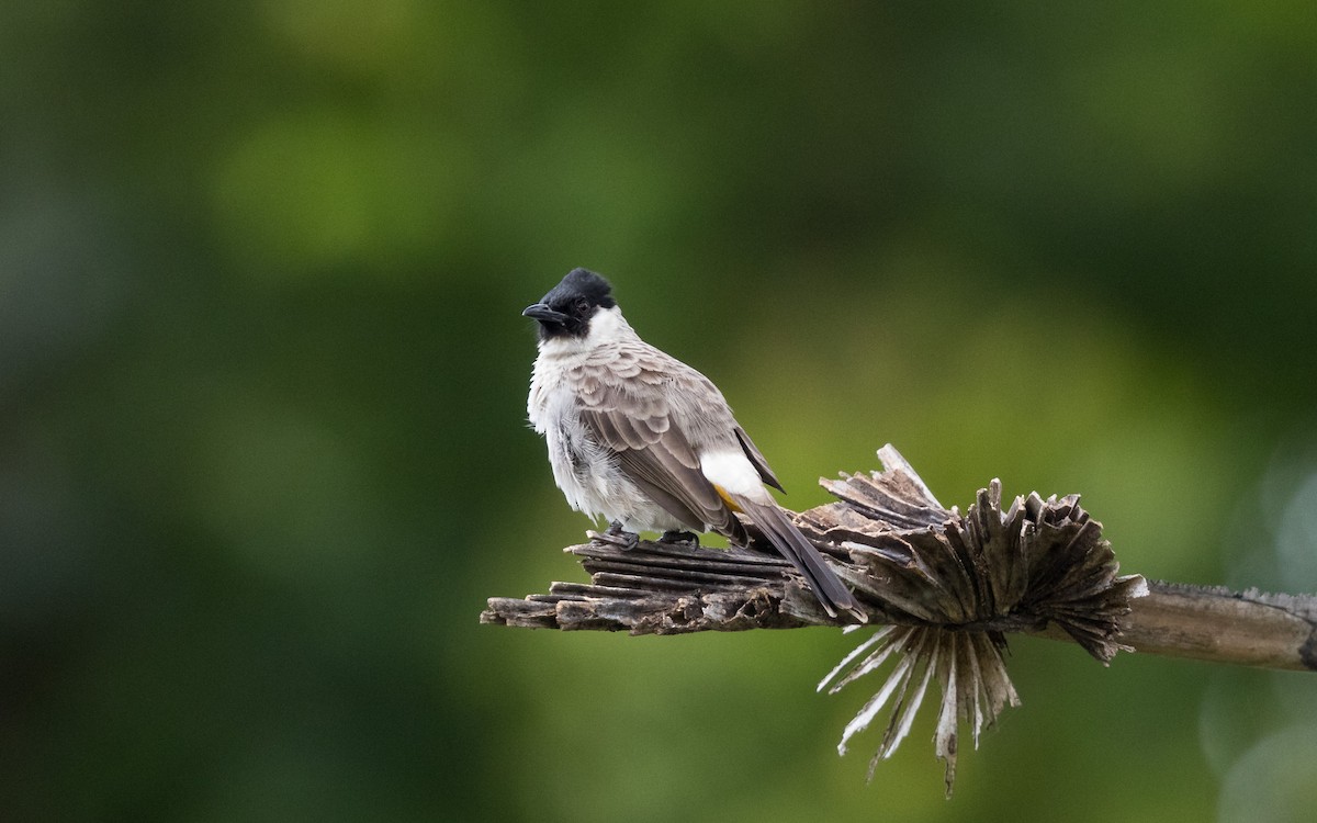 Sooty-headed Bulbul - ML638011161