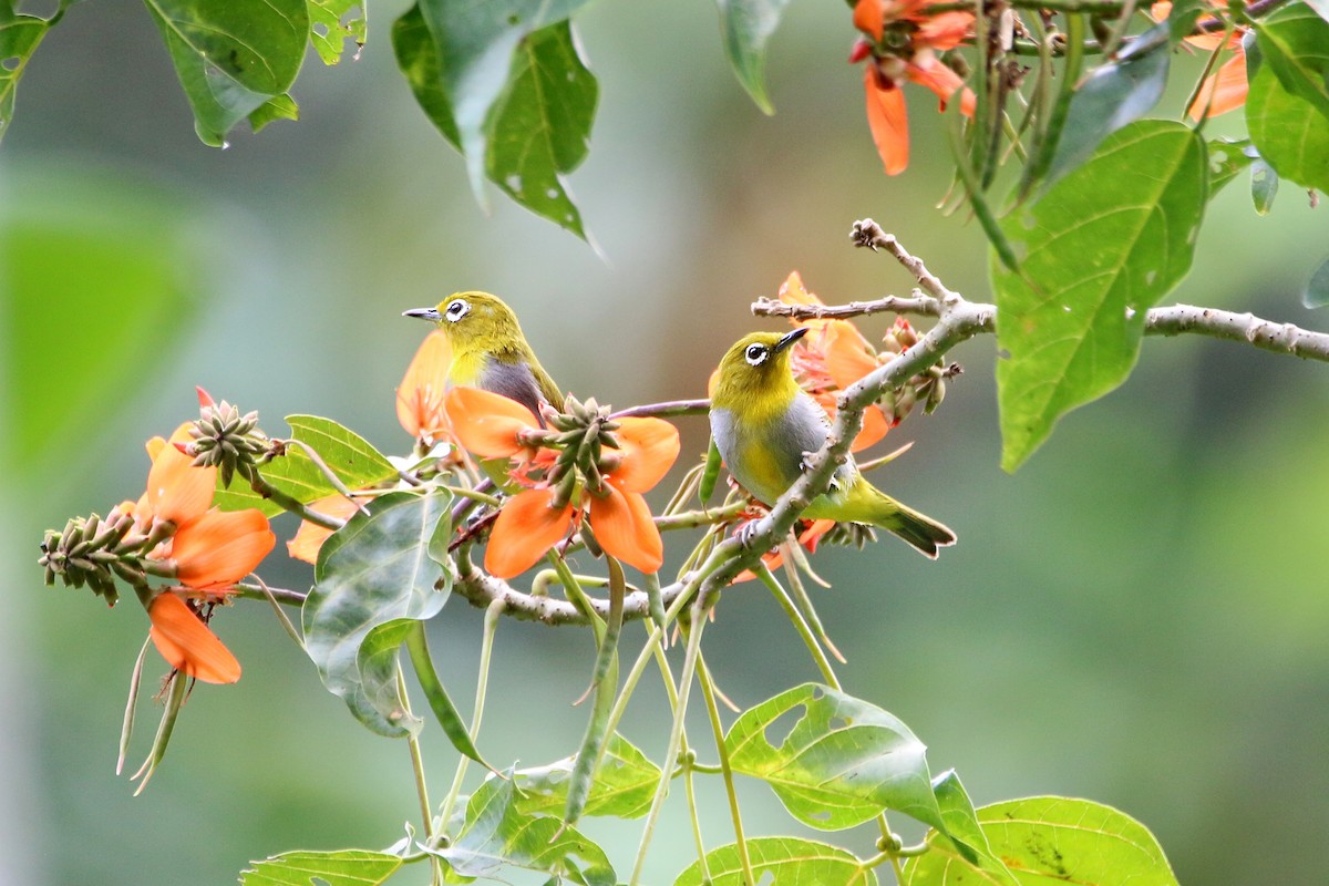 Everett's White-eye - ML638011179