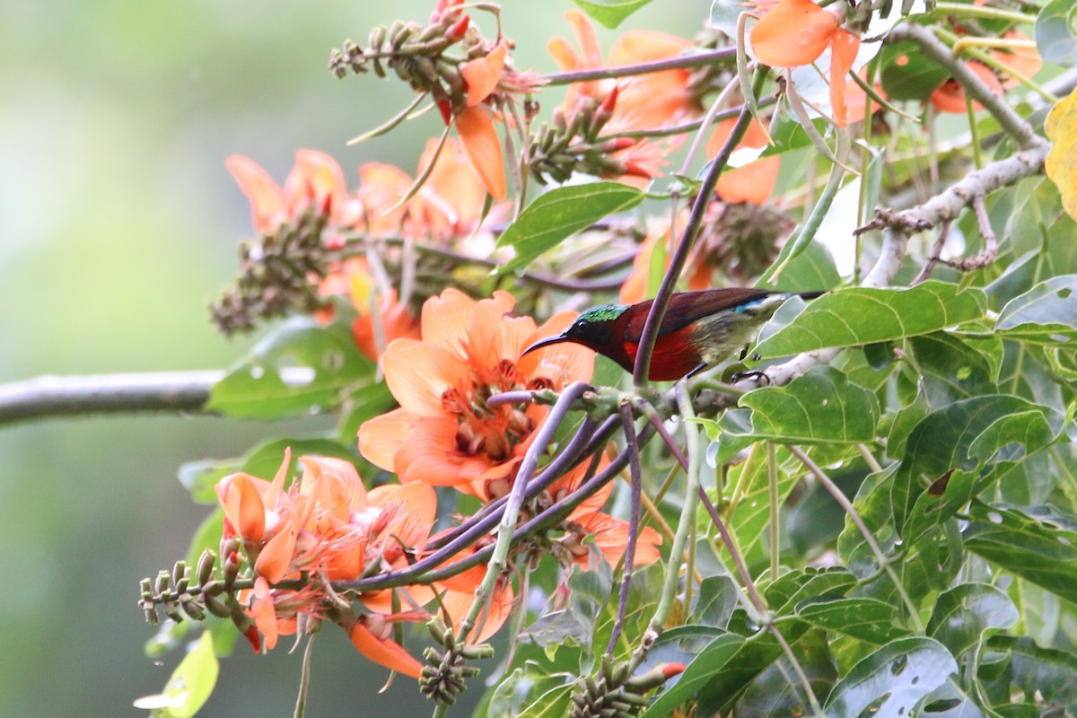 Purple-throated Sunbird - ML638011183