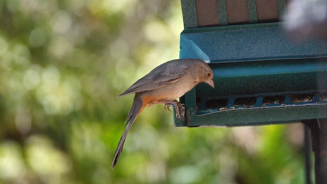 Canyon Towhee - ML638011223