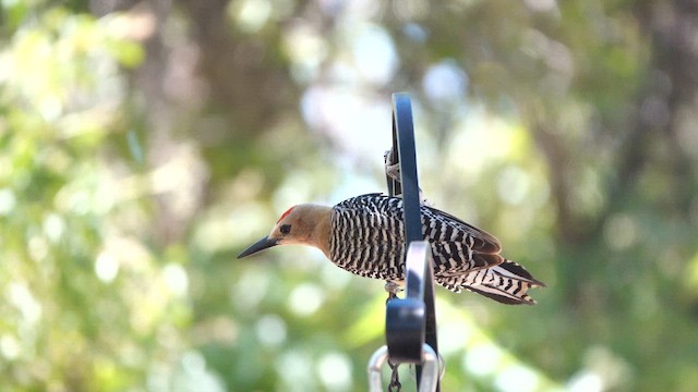 Gila Woodpecker - ML638011225
