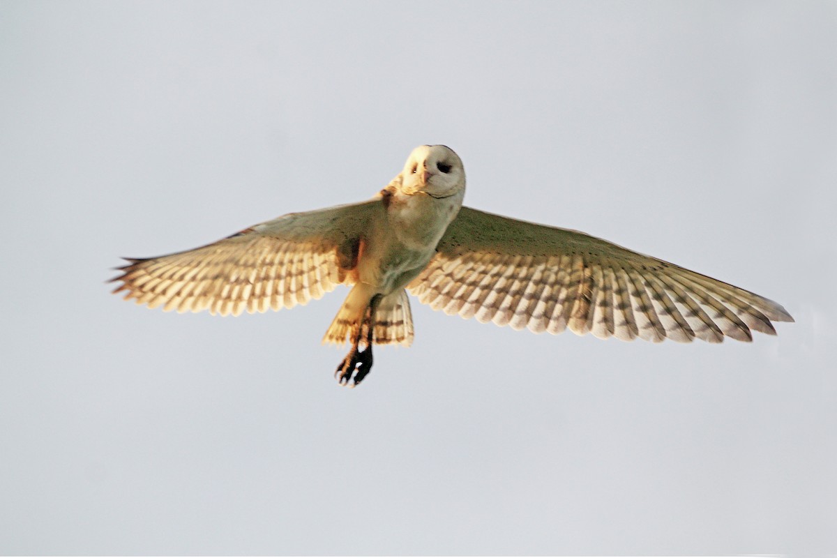 Australasian Grass-Owl - ML638011231