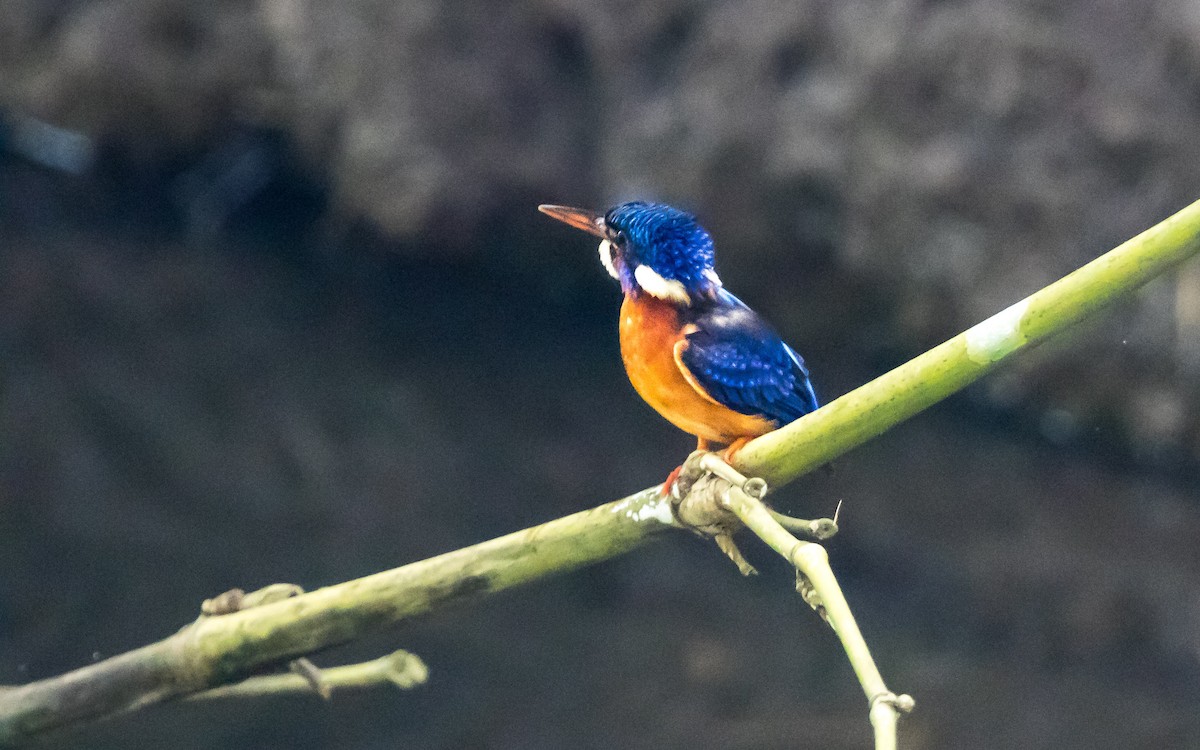 Blue-eared Kingfisher - ML638011232