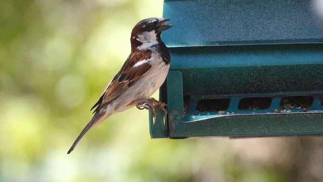 House Sparrow - ML638011233