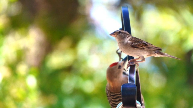 House Sparrow - ML638011245