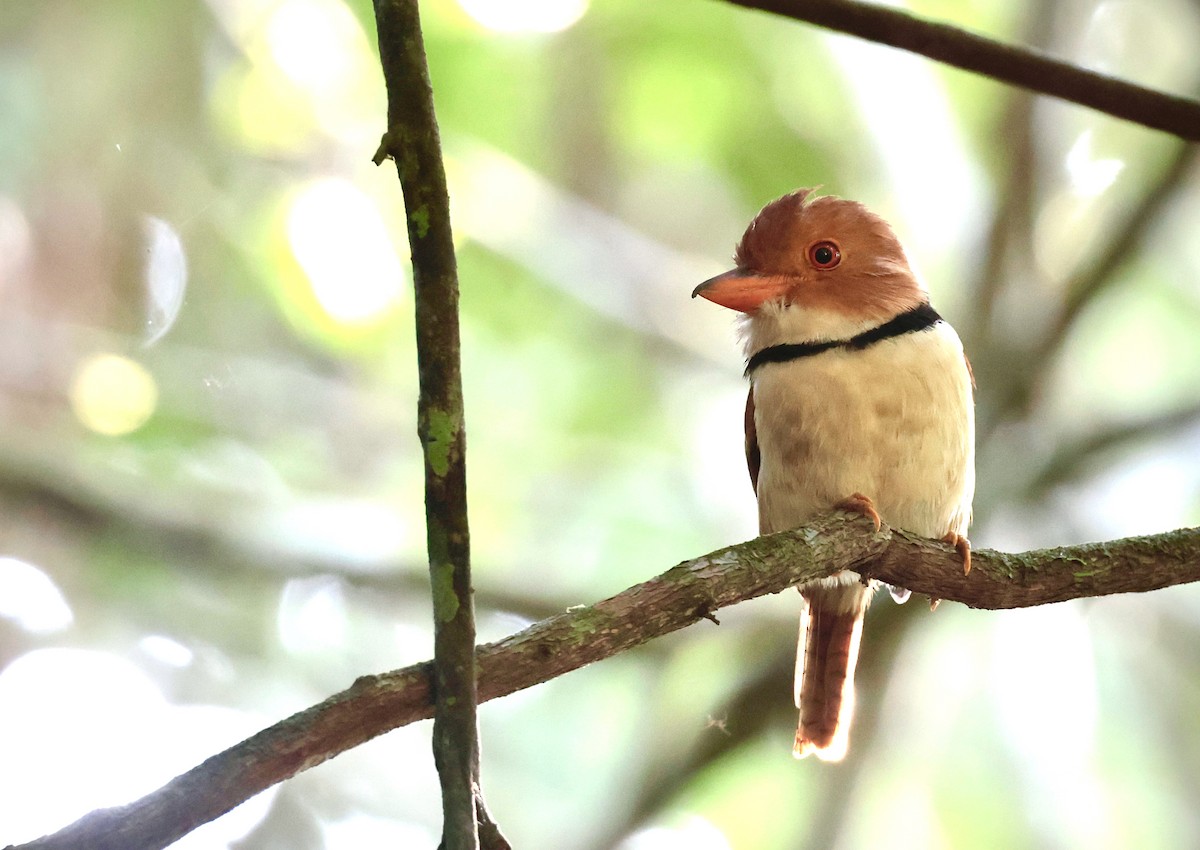 Collared Puffbird - ML638011251