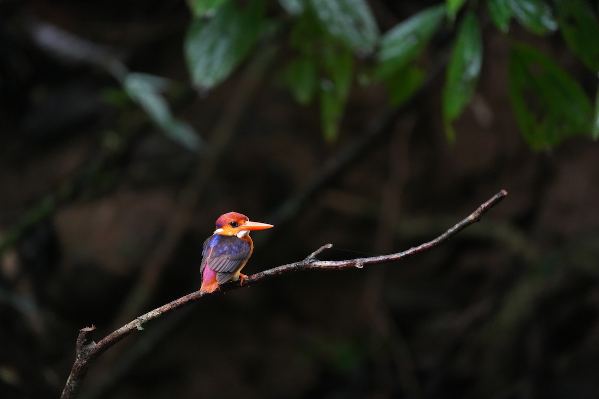 Black-backed Dwarf-Kingfisher - ML638011270