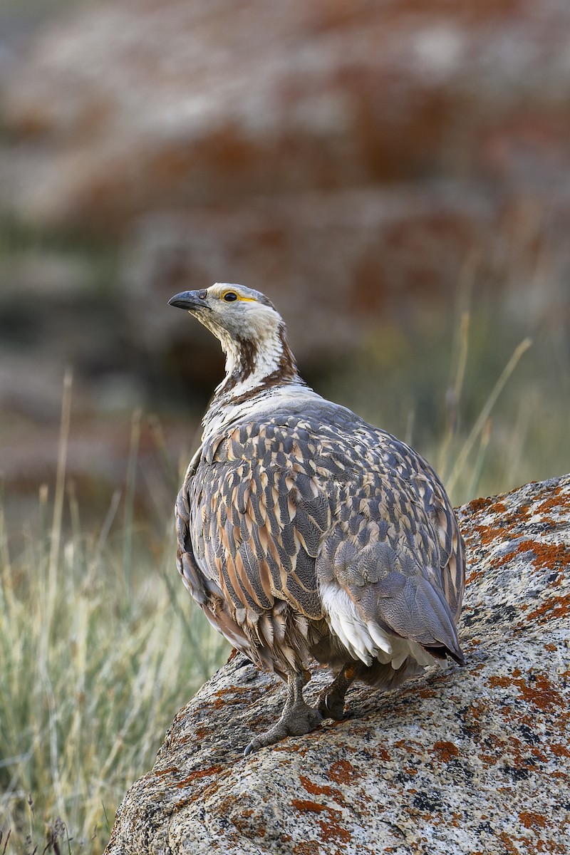 Himalayan Snowcock - ML638011281