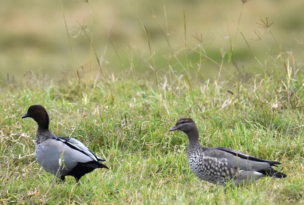 Maned Duck - ML638011284