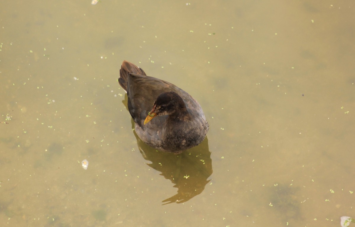 Red-fronted Coot - ML638011366