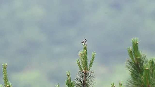 Coal Tit (Chinese) - ML638011398