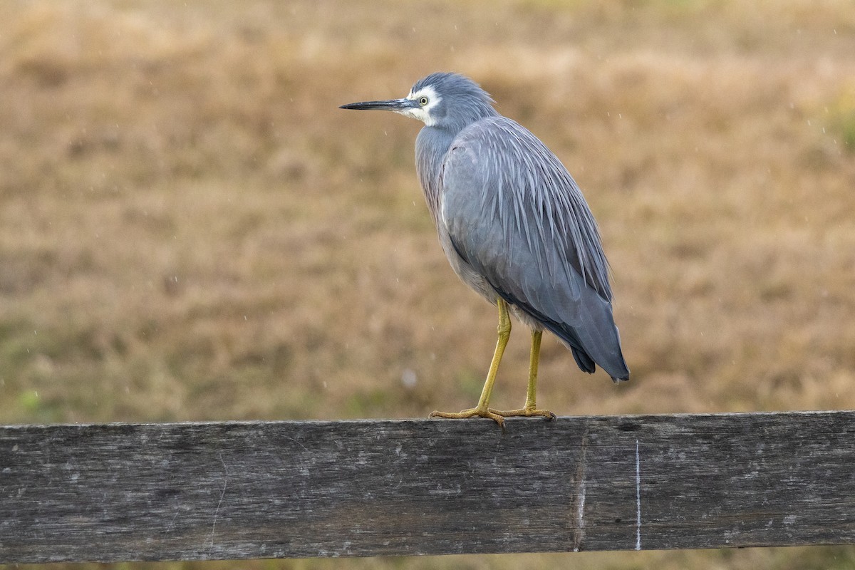 hvitmaskehegre - ML638011418