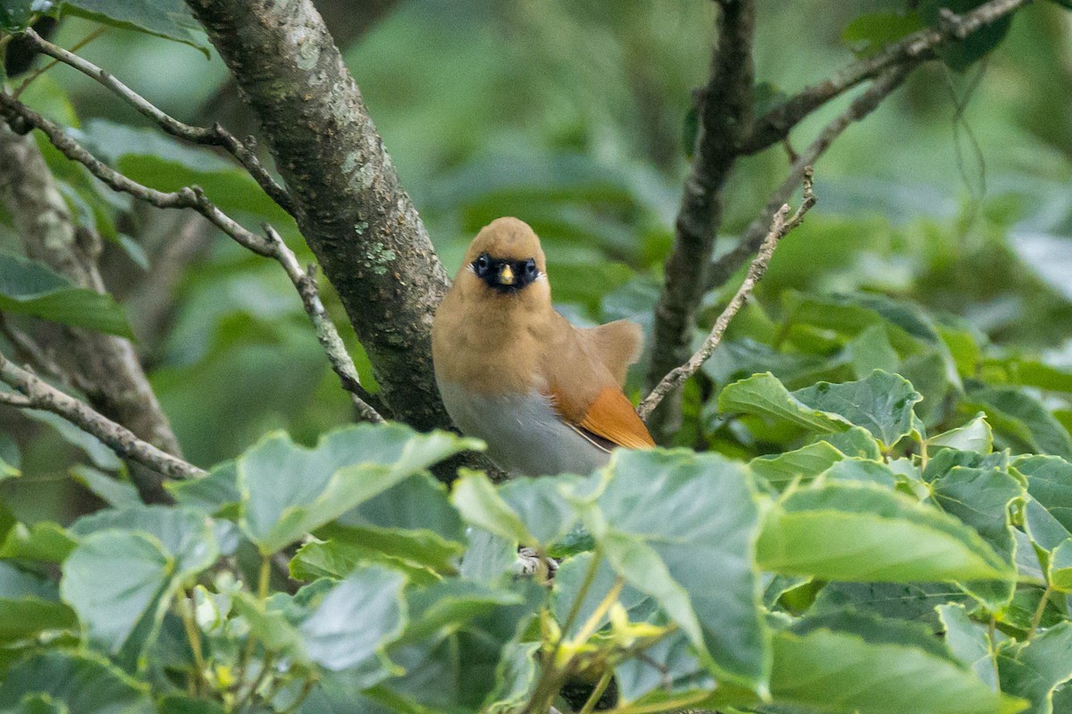 Buffy Laughingthrush - ML638011457