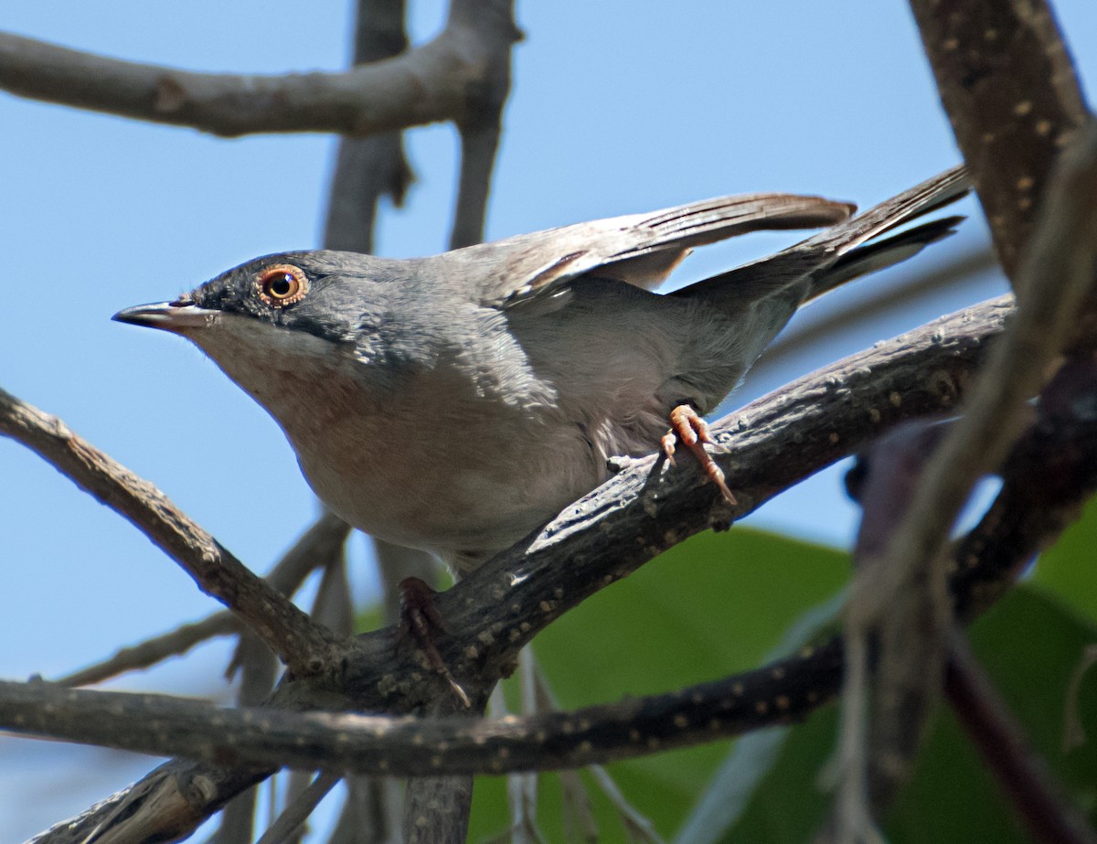 Menetries's Warbler - ML638011468