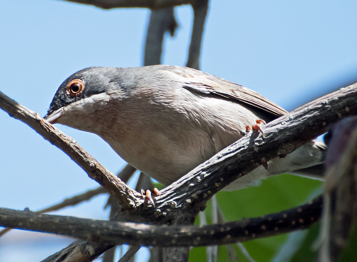 Menetries's Warbler - ML638011470