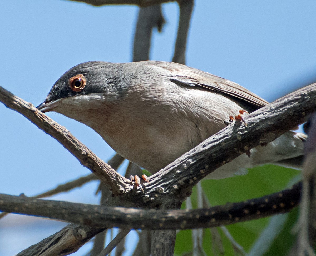 Menetries's Warbler - ML638011471