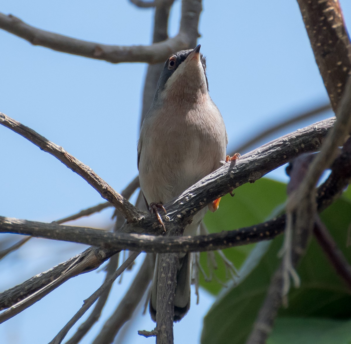 Menetries's Warbler - ML638011472