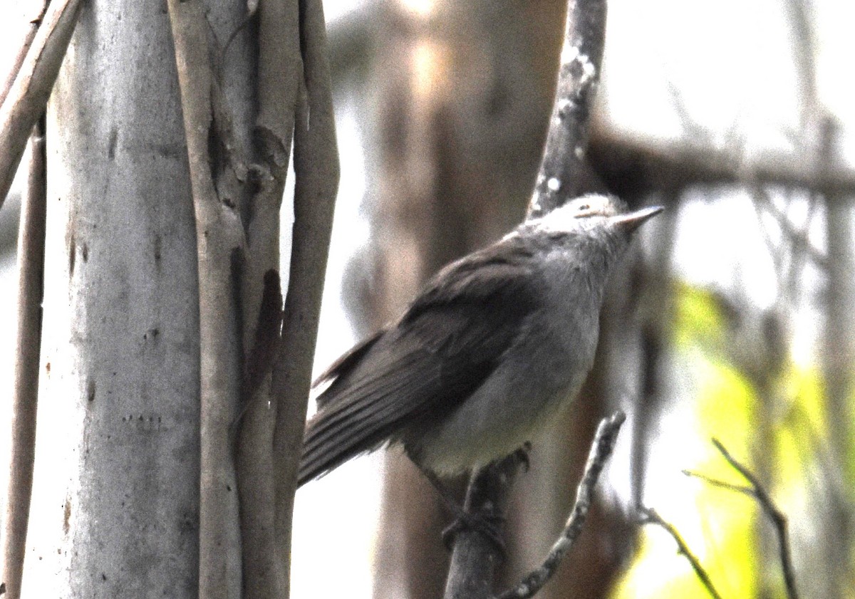 Gray Shrikethrush - ML638011473