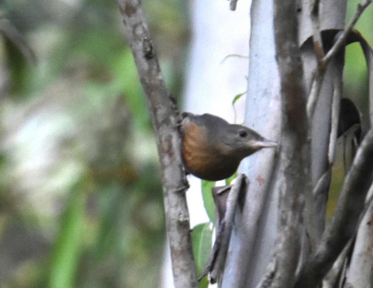 Rufous Shrikethrush - ML638011474