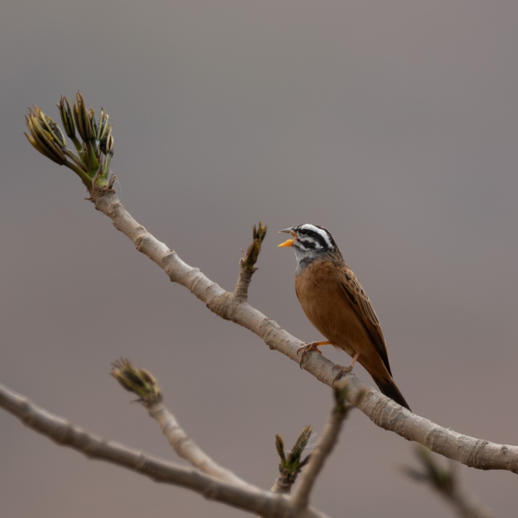 Gosling's Bunting - ML638011487