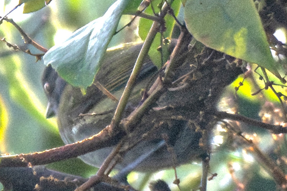 Dusky Chlorospingus - ML638011557