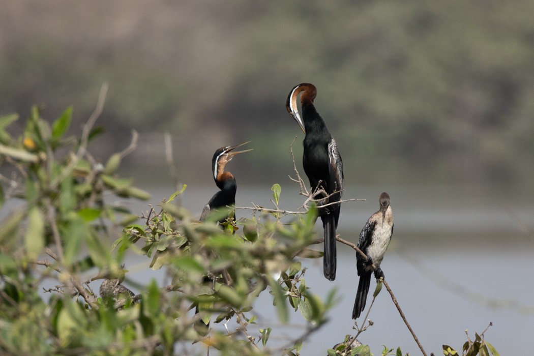 African Darter - ML638011577